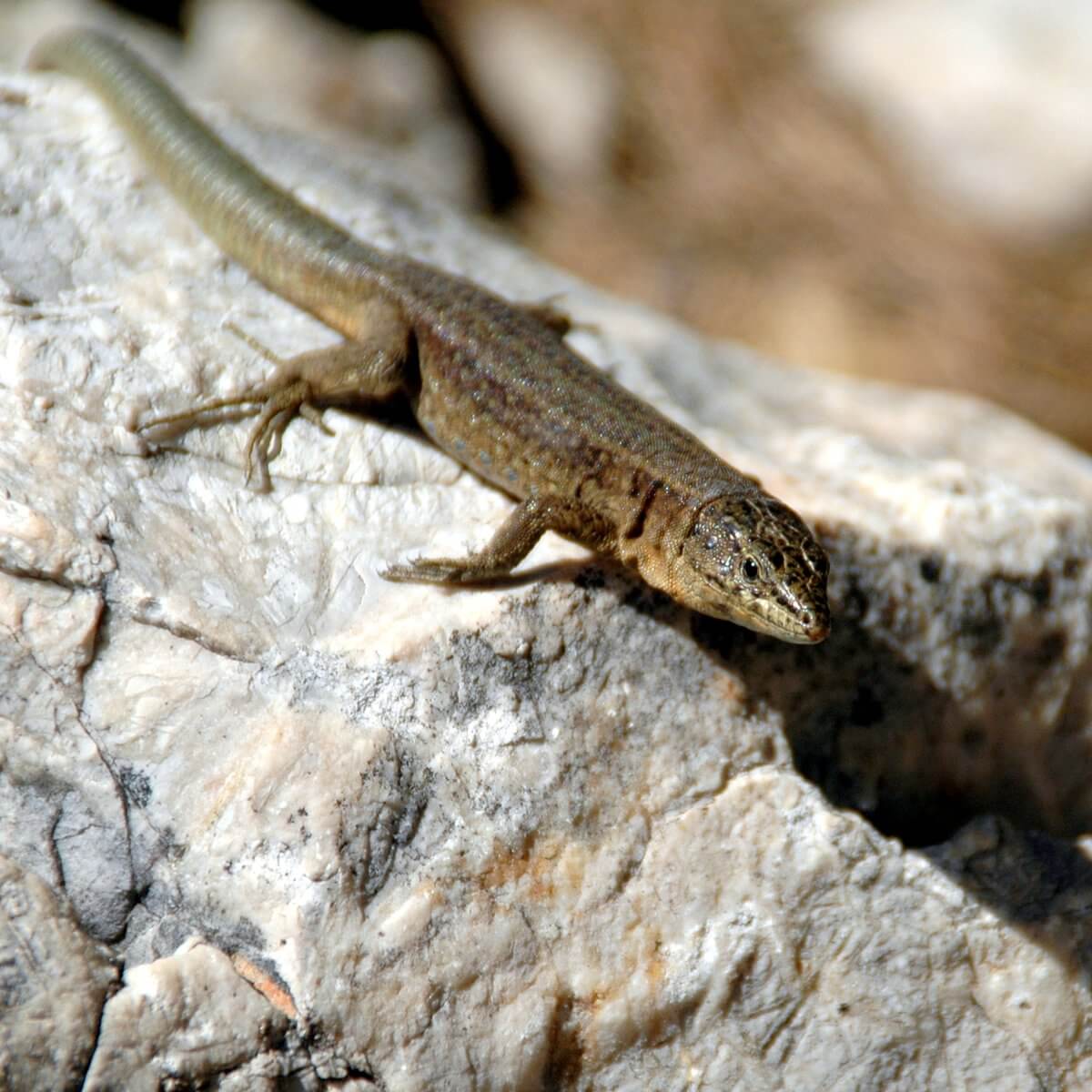 Lagartija en la Isla de Sa Dragonera