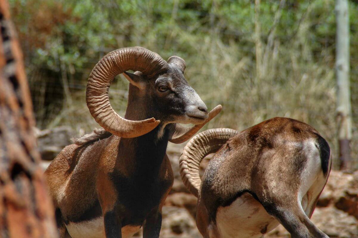 Reserva Puig de Galatzó