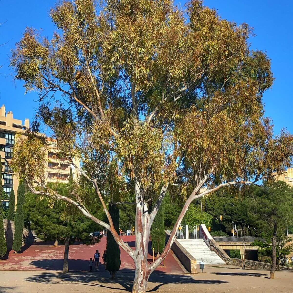 Parc de Sa Riera