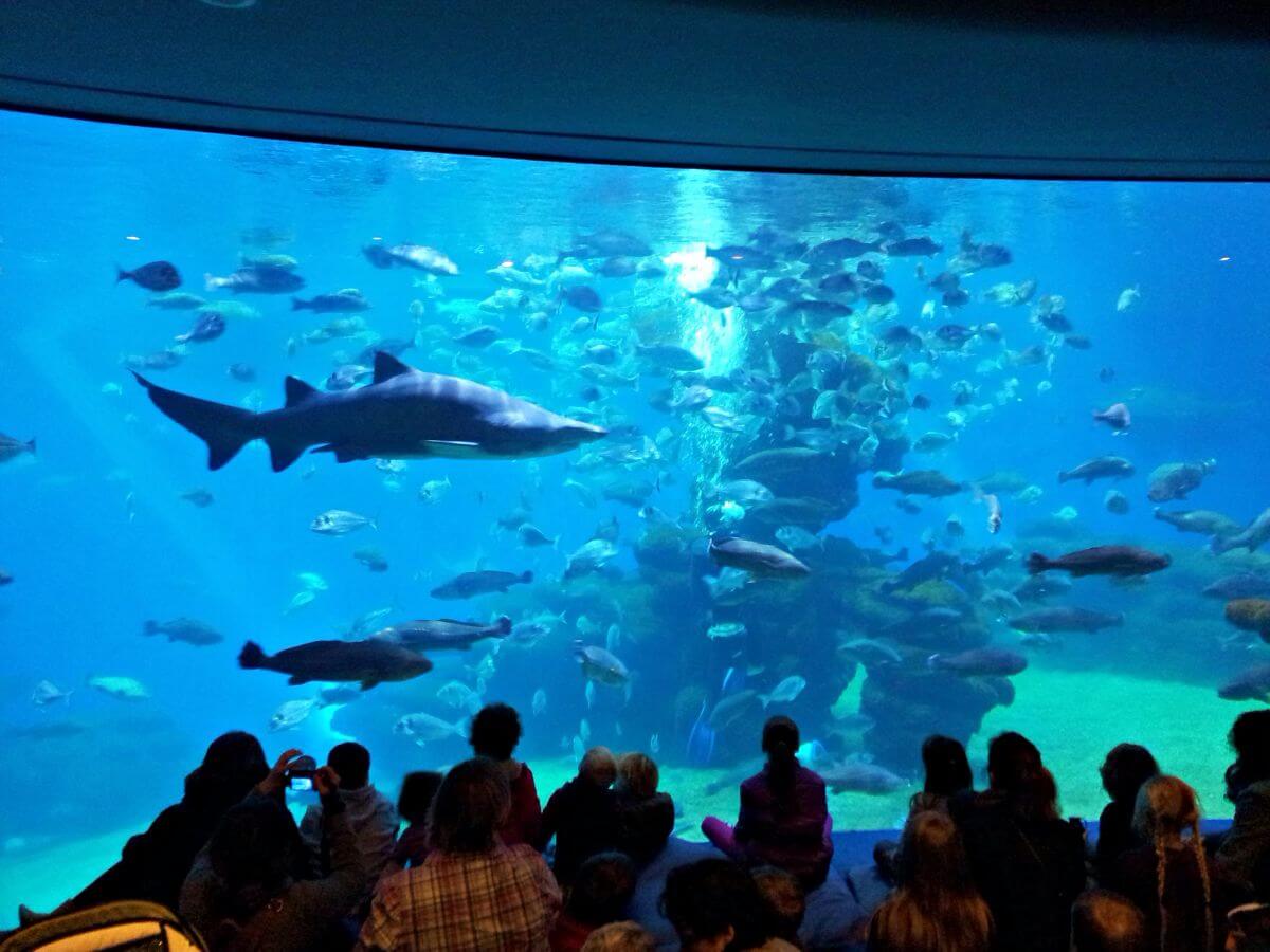 Tiburones en Palma Aquarium