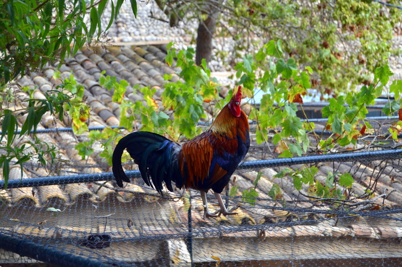 Gallo en la Granja de Esporles