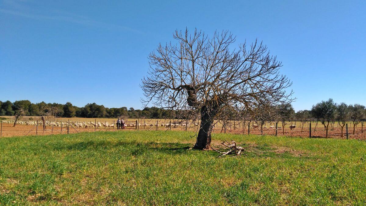 Excursión por la Finca Pública de Son Real