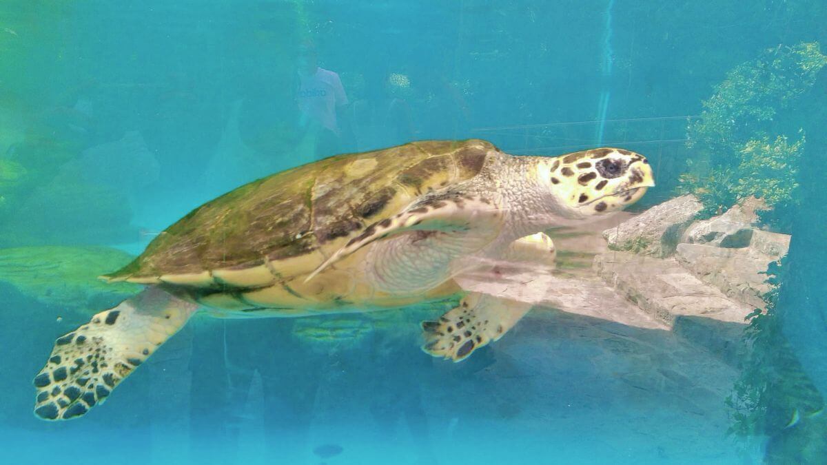 Tortuga marina de Palma Aquarium