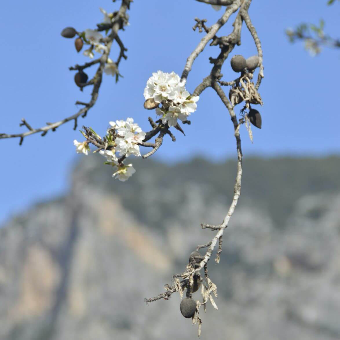 Almendra de Mallorca