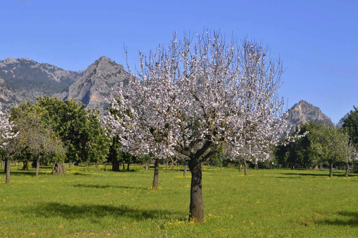 Ruta por los almendros en flor de Mallorca