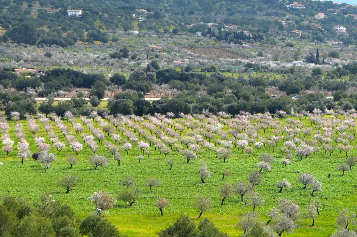 Excursión por los almendros en flor de Mallorca