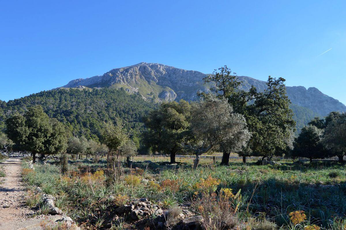 Excursión por las fincas públicas de Menut y Binifaldó