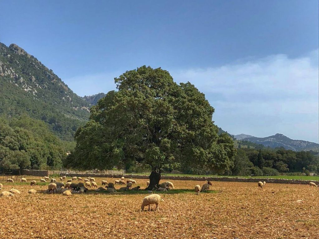 Excursión Es Salt des Freu en Orient