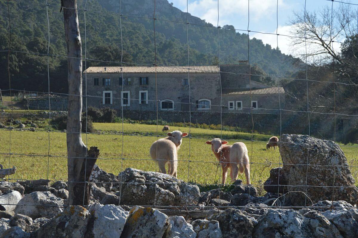 Excursión por las fincas públicas de Menut y Binifaldó