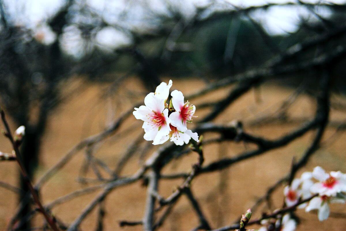 Flor de almendro de Mallorca