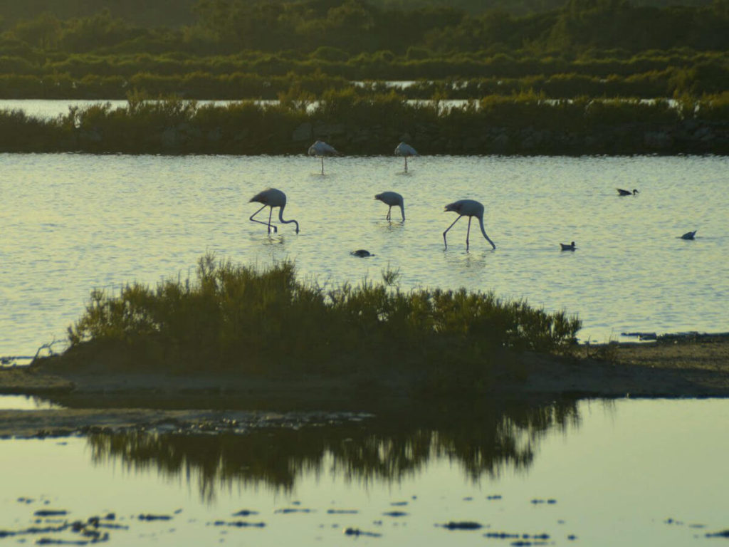 Dónde ver flamencos en Mallorca