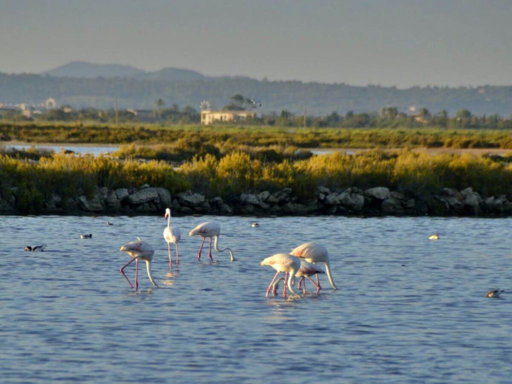 Flamencos en Mallorca