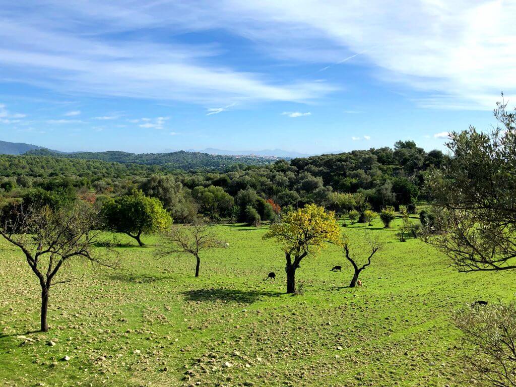 Excursión de Caimari a Binibona