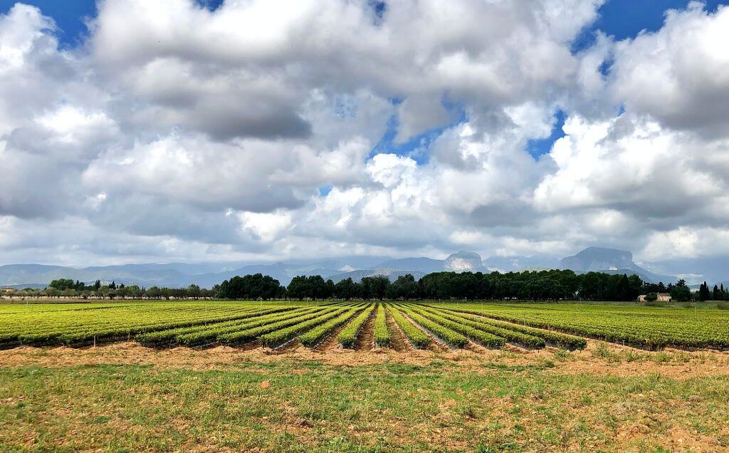 Campos Biniagual