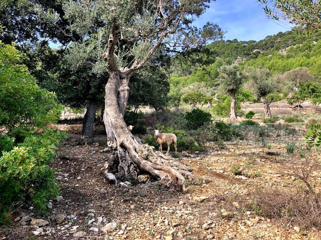 Excursión por carretera de de Caimari a Binibona