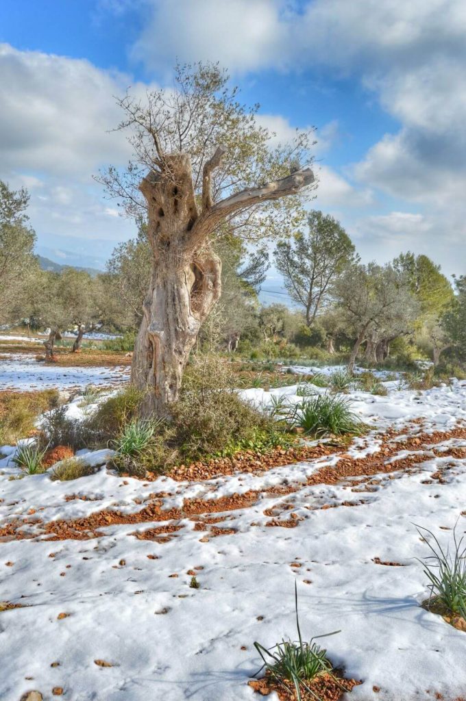 Nieve en Mallorca