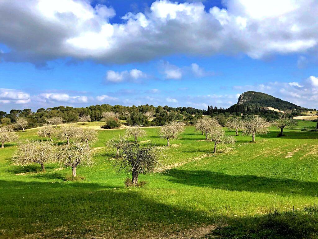 Campo de higueras en Puig de Sant Nofre