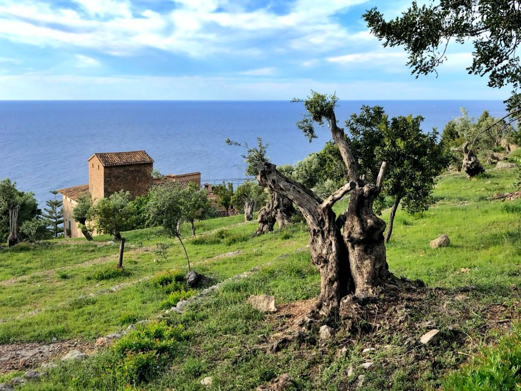 Olivos en Llucalcari