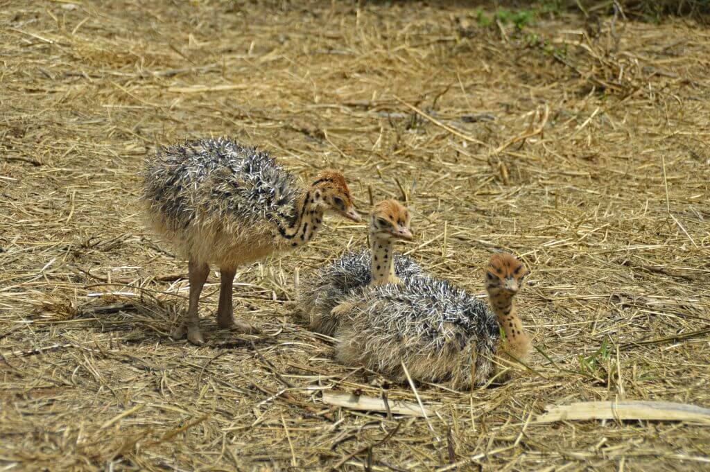 Cria de aveztruz