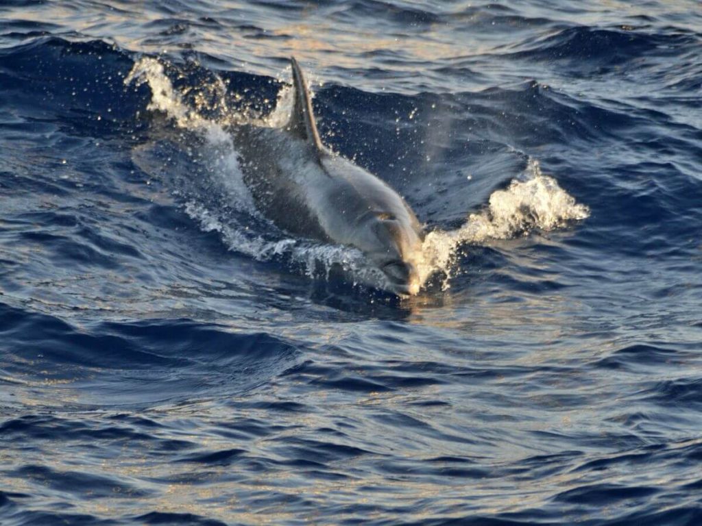 Delfin en aguas de Mallorca