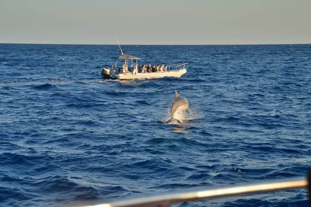 Delfín saltando en aguas de Mallorca