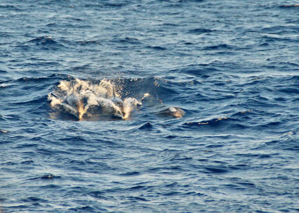 Manada de delfines