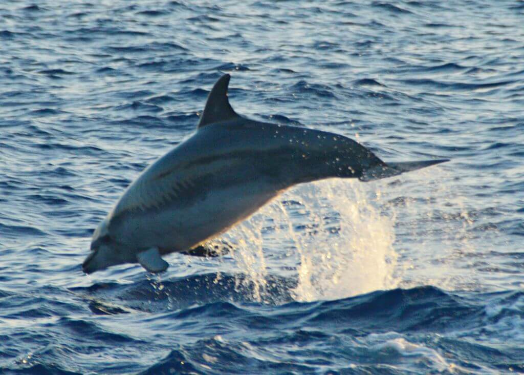 Delfin en aguas de Mallorca