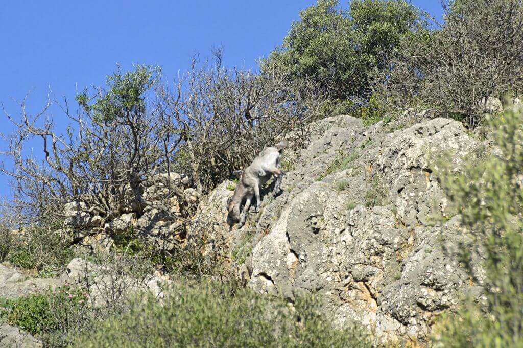 Propuesta de excursión por el Puig de Sa Morisca