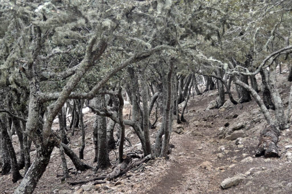 Encinar de la Serra de Tramuntana