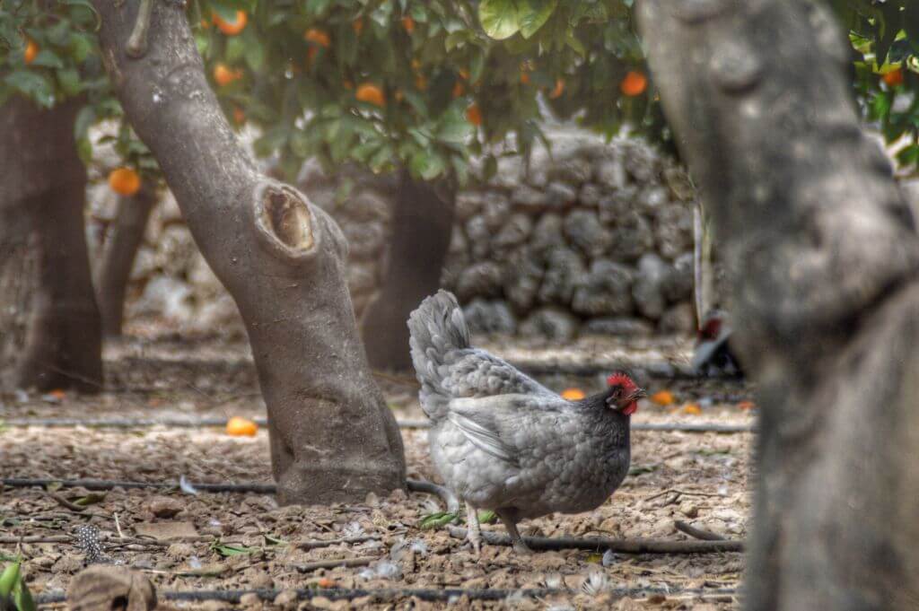 Gallina de Fornalutx