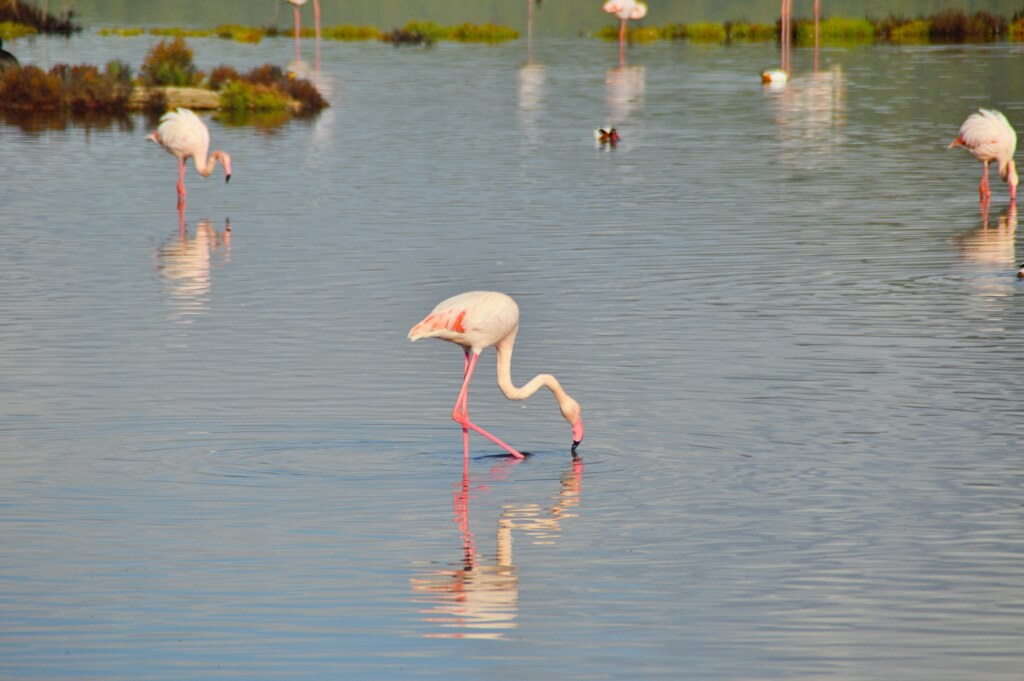 Flamencos en Mallorca