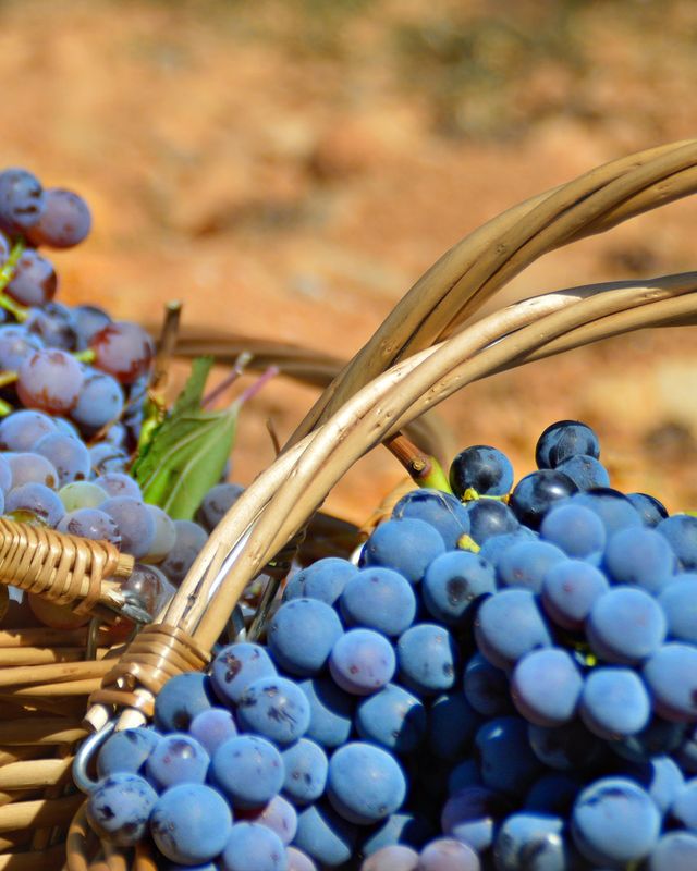 Bodegas Santa Catarina