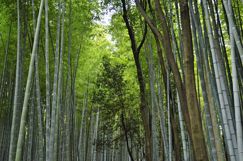 El bosque de bambú de Arashiyama